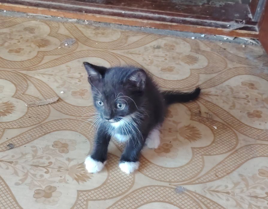 Безкоштовно кошенята