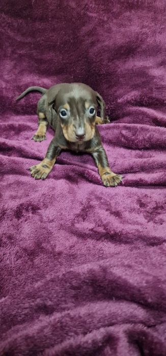 Femea Teckel Miniatura Chocolate