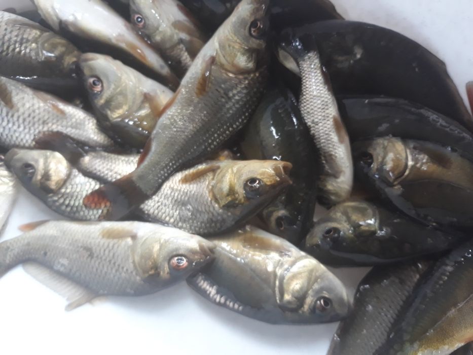 Karp narybek stawowy