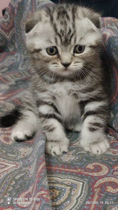 Шотландский котик приглашает на вязку