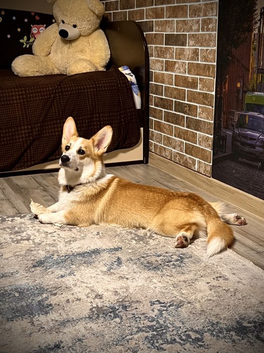 Коргі вʼязка