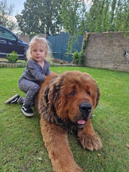 Тибетський мастиф  Чистокровний китаєць!!