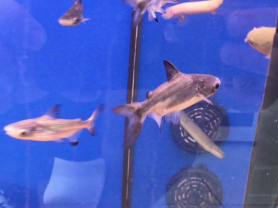 Pangasius Hi-fin (Pangasius Sanitwongsei)