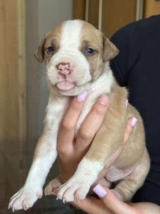 Oddam za darmo szczeniaki rasy pitbull