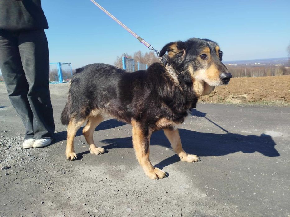 Artur - starszy piesek szuka domu