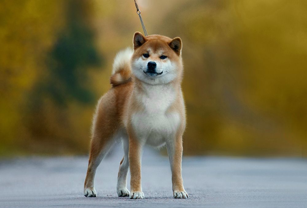 Шиба іну/ шиба ину/ сіба/ сиба/ shiba