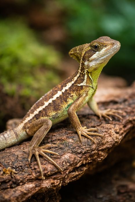 Bazyliszek pręgowany młody – zdrowy, efektowny okaz | legalne pochodze