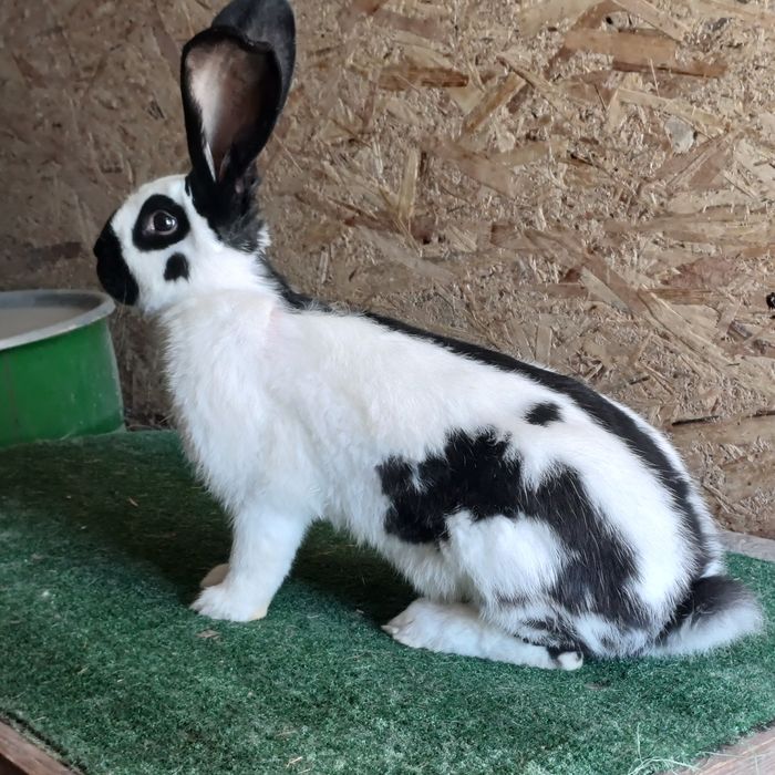 Samczyk Olbrzym Srokacz Czarny z rodowodem .