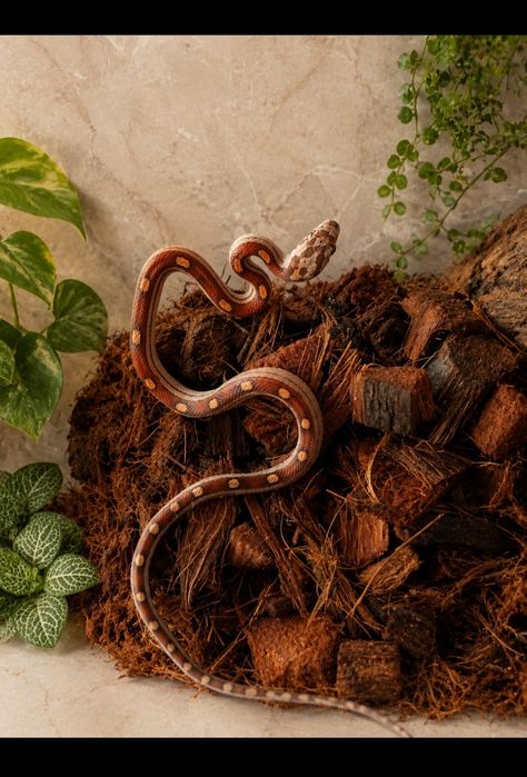 Motley 100% het caramel Wąż zbożowy
