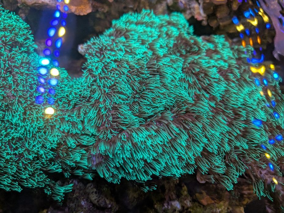 Briareum koralowiec