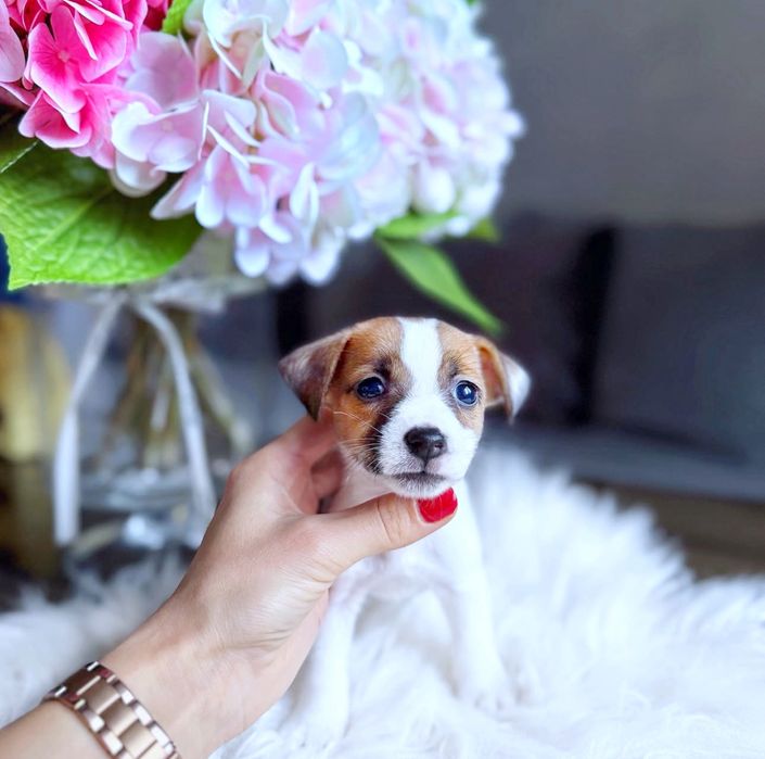 Красуня джек рассел кку