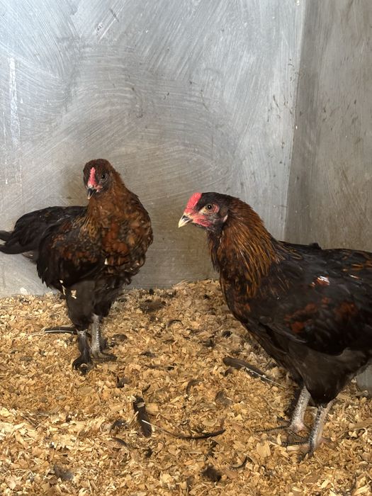 frangos maran e araucana