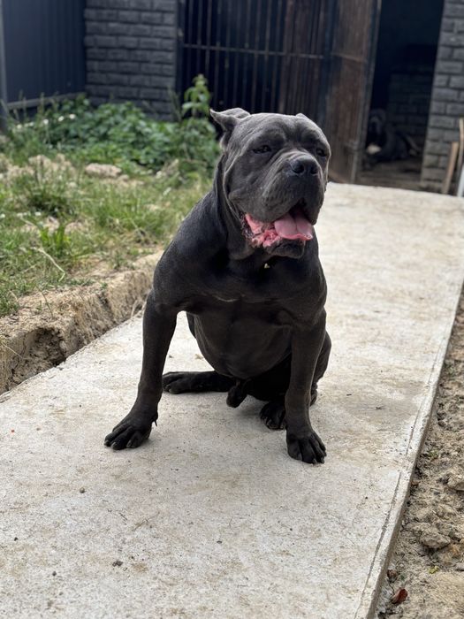 Кобель кане корсо для вязки!