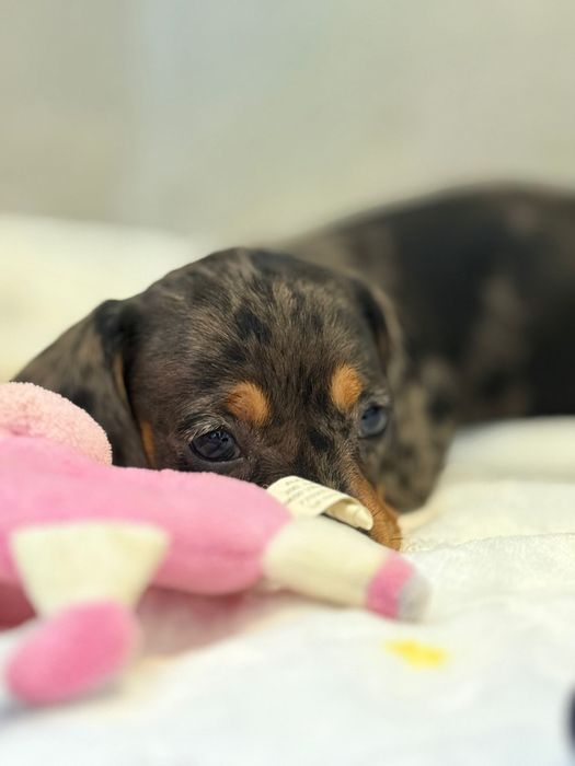 Teckel menina Arlequim miniatura