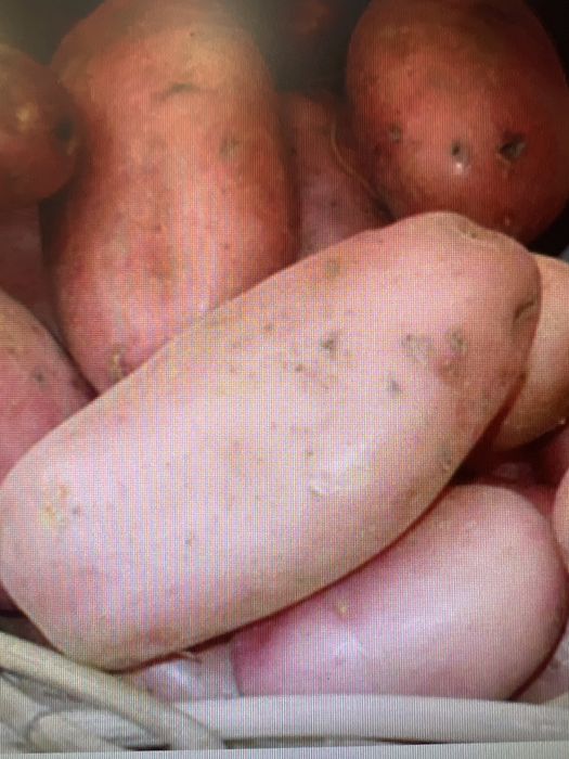 Сортова посадкова картопля