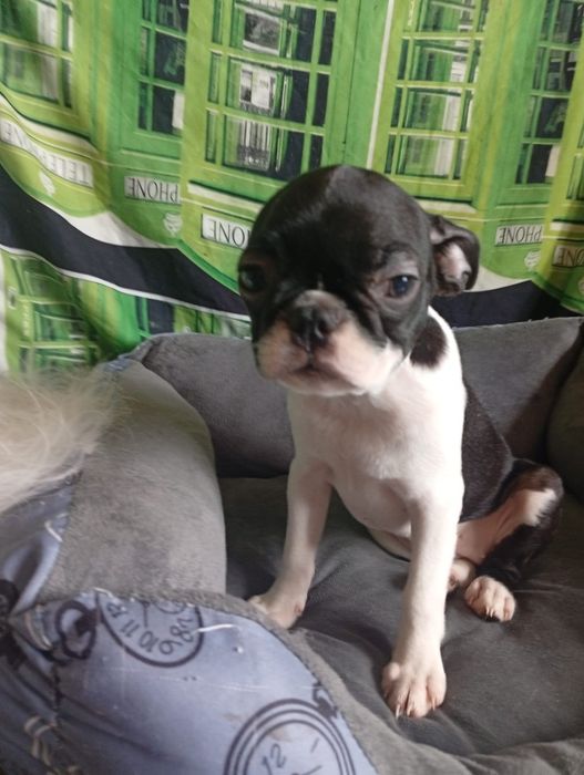 Exelente macho Boston terrier
