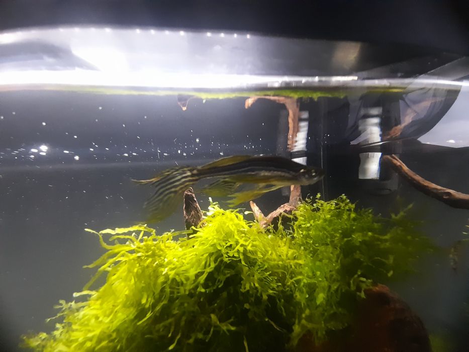Wymienie gupika,danio i kosiarke