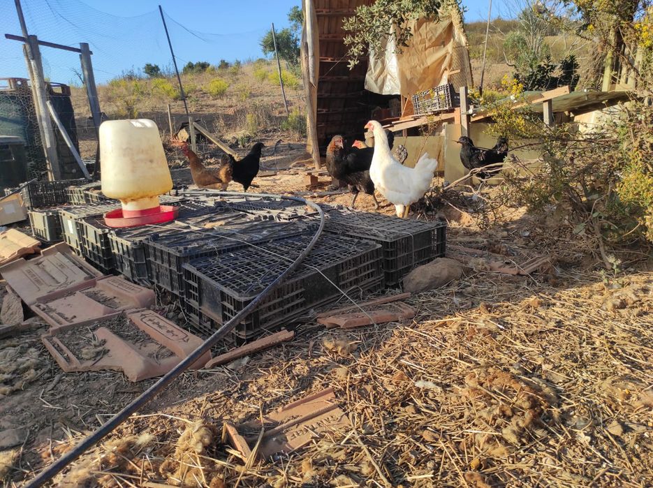 Galinhas poderias jovens para vender
