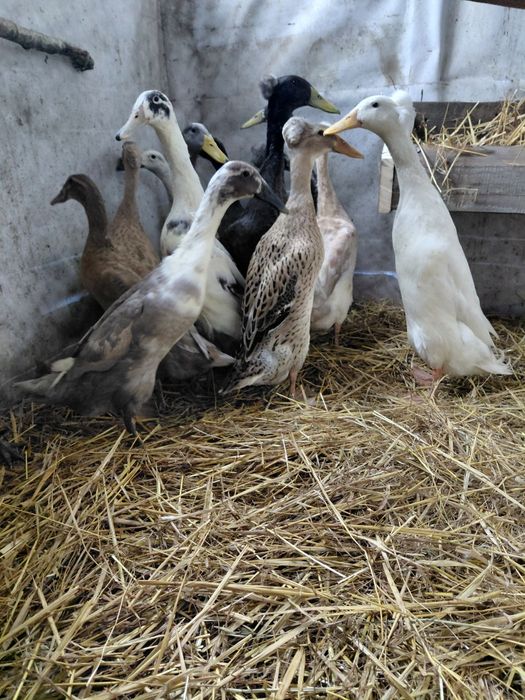 Sprzedam biegusy czubate i zwykłe