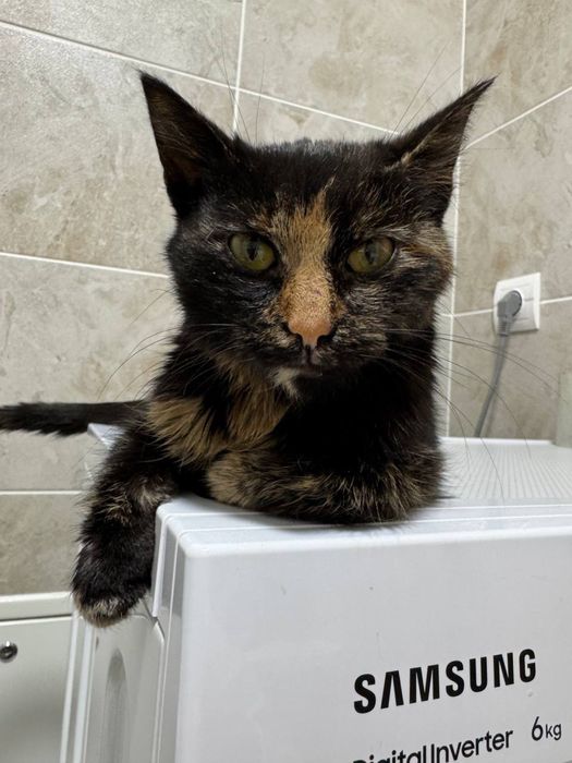 Віддамо кицю в добрі руки