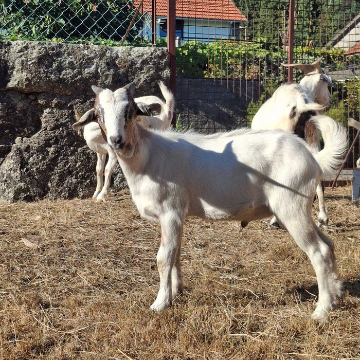 Vendo cabrito cruzado boer