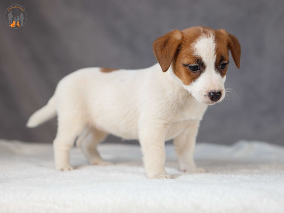 Jack Russell Terrier ZKwP FCI suczka k.włos -rezerwacja