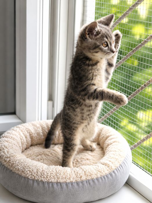 Котёнок в самые заботливые руки