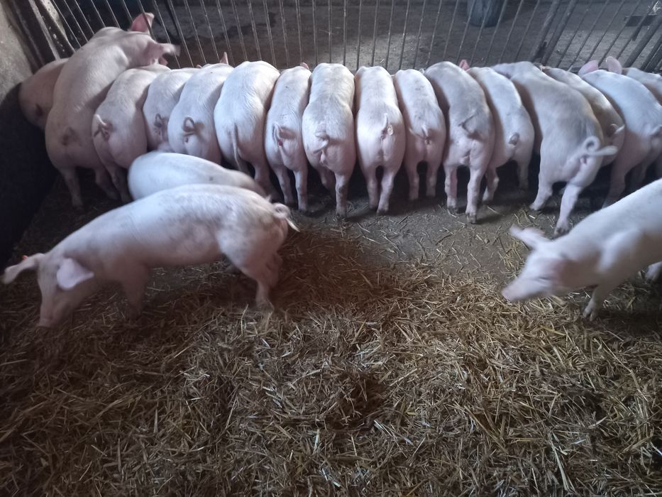 Prosięta warchlaki 40 szt
