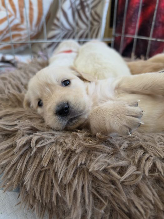 Golden Retriever -domowa hodowla