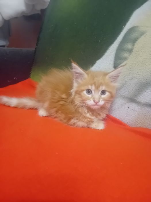 Kotka Maine Coon o imieniu Catti Rezerwacja