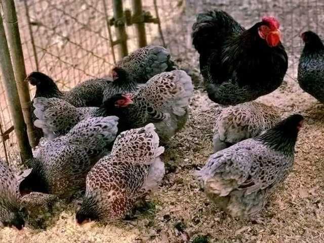 Яйце на інкубацію, курчата, Віандот: блакитне золото, срібло.