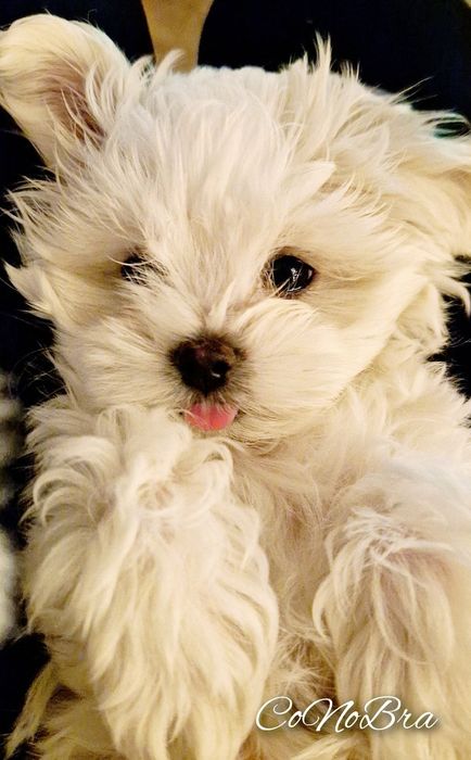 maltańczyk maltańczyki ostatnia sunia