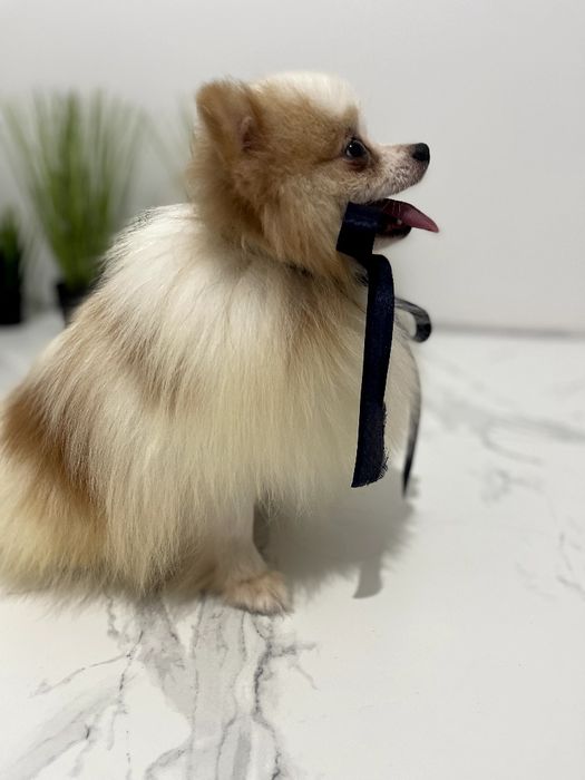 Померанські шпіци — Шукаєте щастя в пухнастому вигляді? Це він!