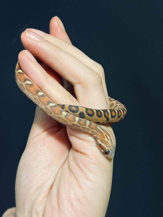 Wąż zbożowy scaleless samiec