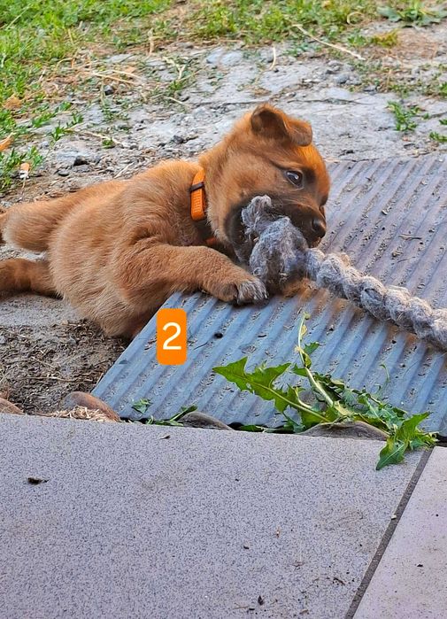 Віддам цуценят, 3 дівчинки