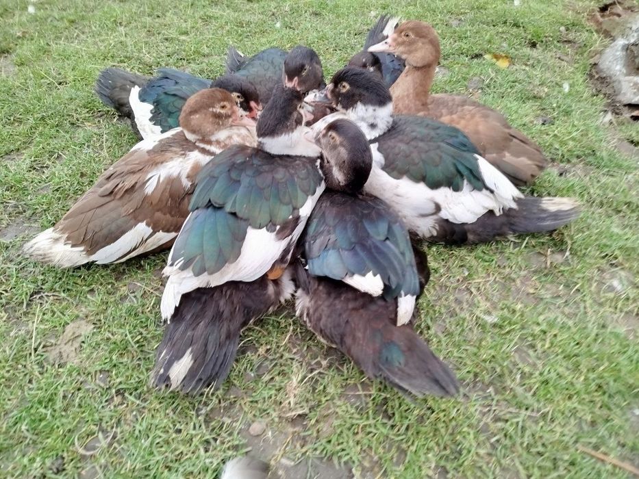 Індокачка, мускусні качки, качур