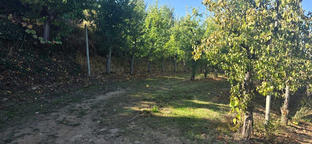 Vende-se Quinta de Santo Antonio