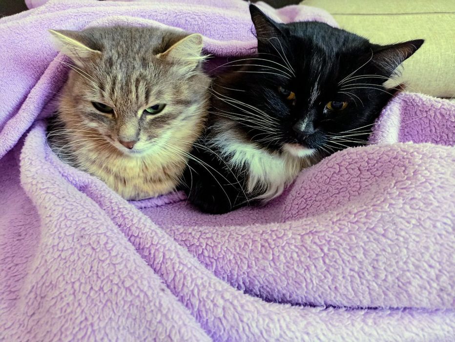 Віддамо Спокійних дорослих котиків для бабулі/дідулі