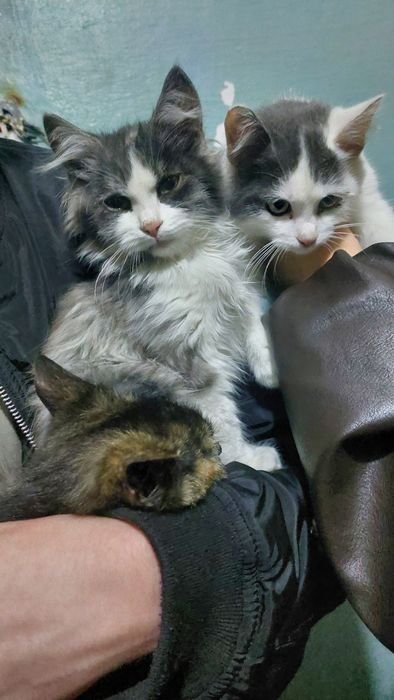 кошенята шукають дім