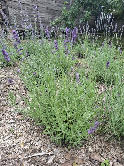 Лаванда Саджанці лаванди