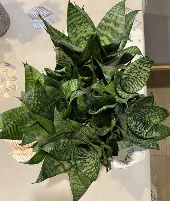 Kwiat sansewieria gwinejska