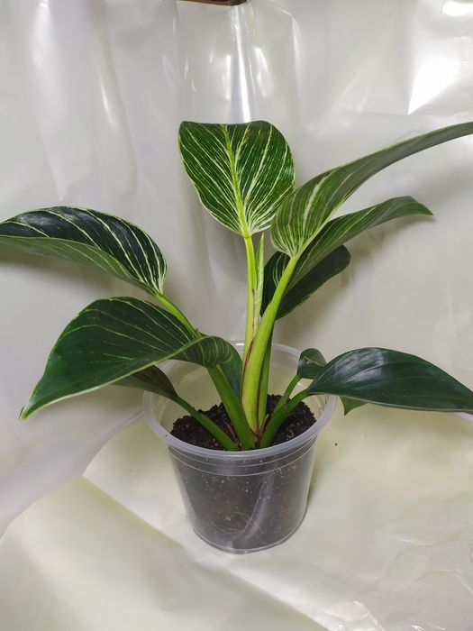 Філонендрон Біркін, бразіл