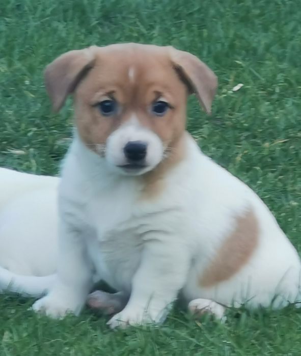 Jack russell Terrier piesek