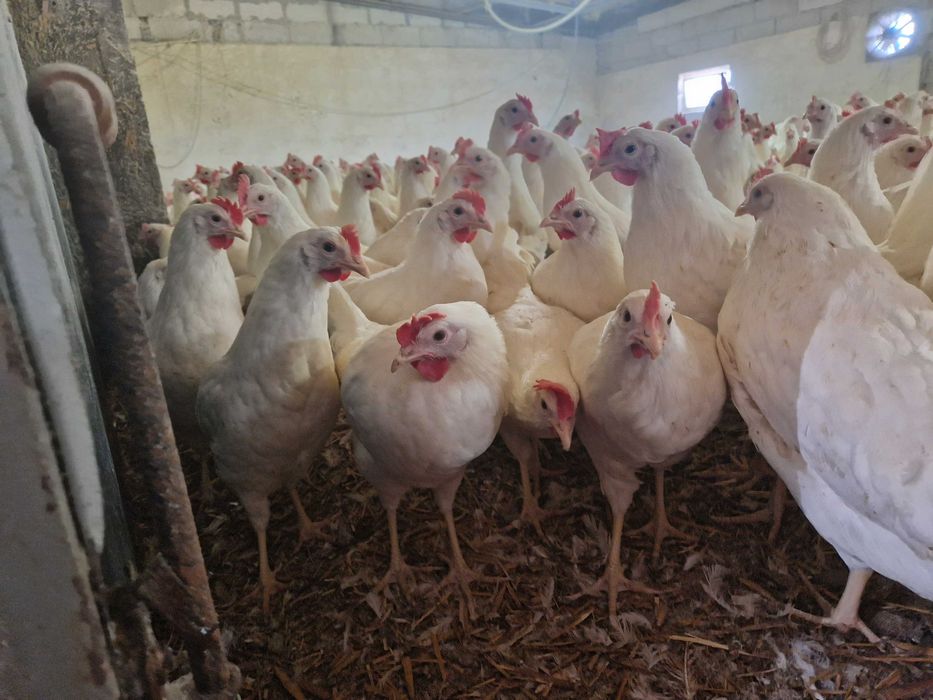 Kury nioski odchowane Tetra tintet z jajkiem