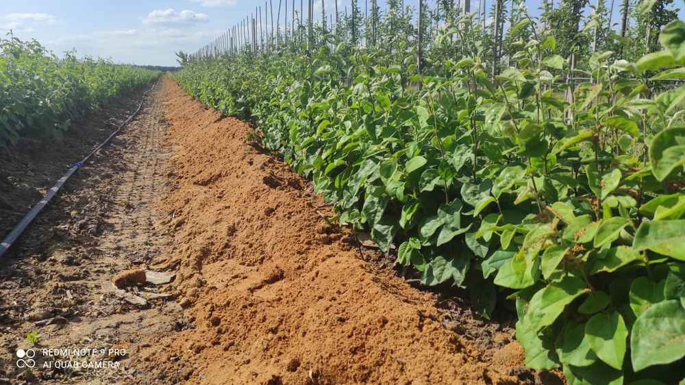 Продам підщепу Q-Eline , BA-29, М-9, 54-118