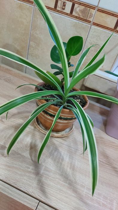 Хлорофітум чубатий