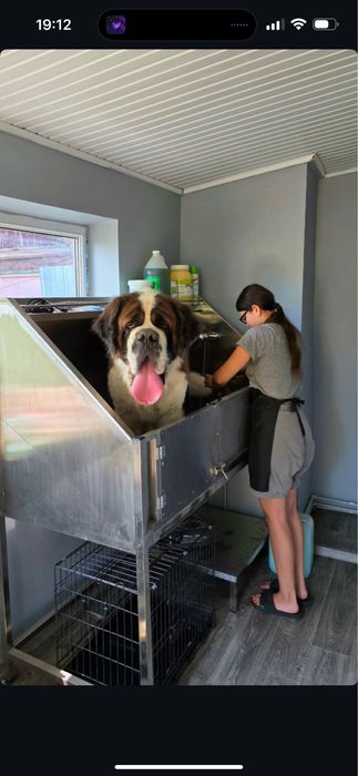 Сенбернар Одесса