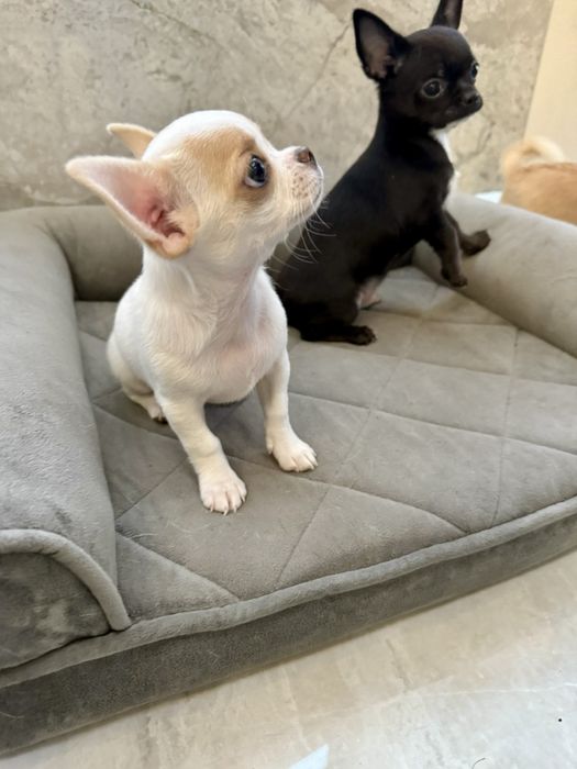 Чіхуахуа маленька дівчинка