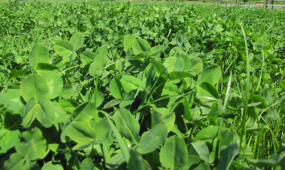 Wykaszanie-koszenie łąk i nieużytków