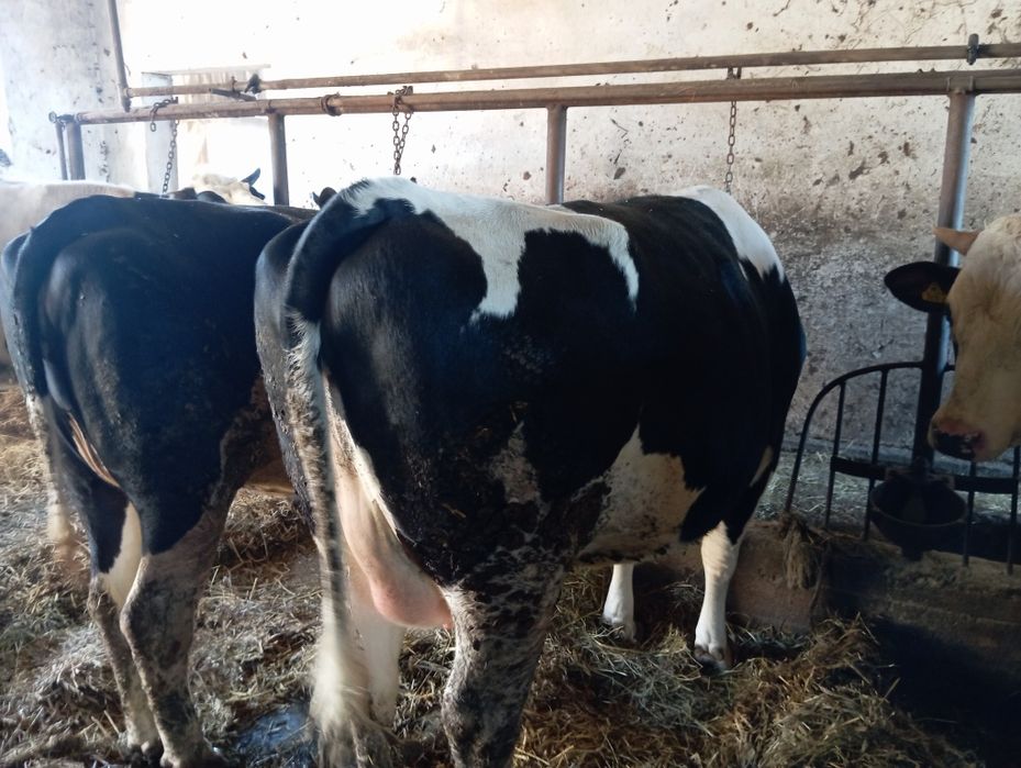 Sprzedam jałówki cielne